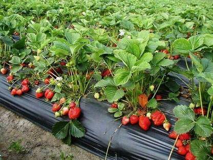 Aywal Strawberry Seed