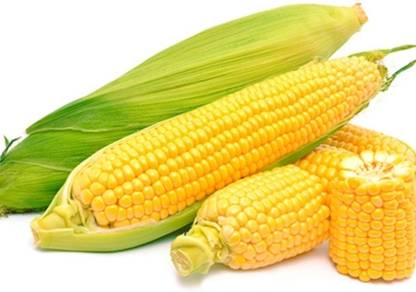 makka 100g Sweet corn seeds very tasty highest yield Verity Seed