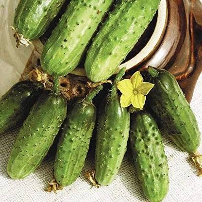 CYBEXIS NBIR-93 - Cucumber Parisian Gherkin Pickling - (150 Seeds) Seed