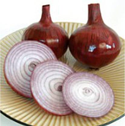 WILLVINE XL-594 Red Bull Onions Seeds-3000 Seeds Seed