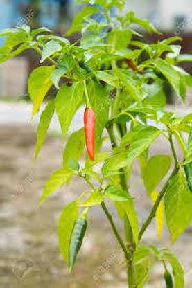 Weber Chilli seed , mirchi seed Seed