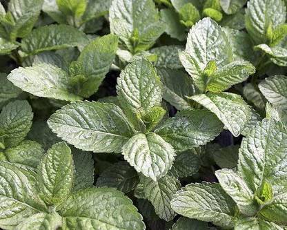 CYBEXIS ATS-16 - Grapefruit Mint - (450 Seeds) Seed