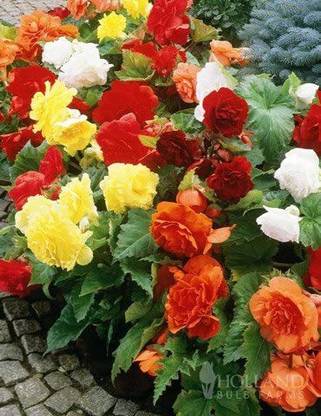 WILLVINE LX-81 Mixed Double Begonias Seeds Seed