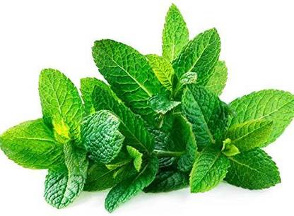 VibeX ® RXI-527 SPEARMINT (English Mint) Mentha Spicata Seed
