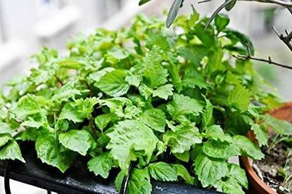 VibeX ® VMR-57 Kaori Ao Shiso Perilla Seeds Seed