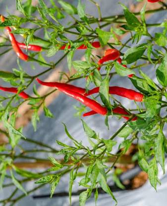 greenfarm NVX- Chilli Seeds/Mirchi Seeds , Best Quality Seeds ,200 X Seeds ,hbf8 Seed