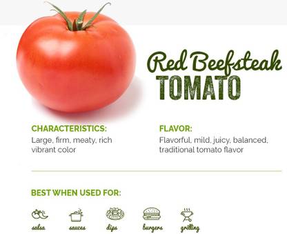 KNESSiN VI-16 Red Beafsteak Tomato Seed