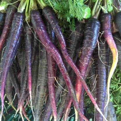 Mozette Black Carrot Seed