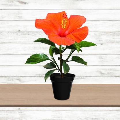 CRGO HIBISCUS , GUDHAL Seed
