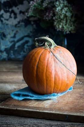 CYBEXIS LXI-5 - Pumpkin Premium Hybrid Quality - (300 Seeds) Seed