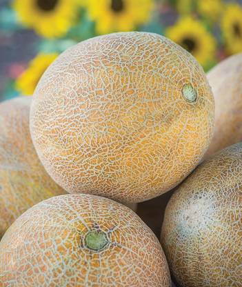 VibeX XLR-74 - Ambrosia Cantaloupe Musk Melon - (150 Seeds) Seed