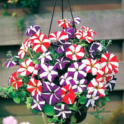ario Petunia Seed