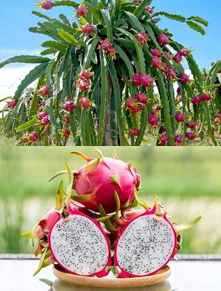 BDSresolve Dragon fruit seeds for home garden/Dragon fruit seed 19 Seed