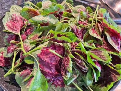 CYBEXIS LXI-90 - Tricolor Amaranthus - (250 Seeds) Seed