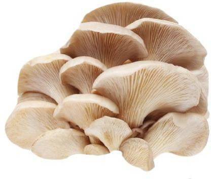 B.M.ENTERPRISE BM Florida Oyster Mushrooms spawn, Oyster mushroom seed Seed