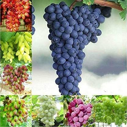 Aywal Grapes Fruit, Black Grapes Seed