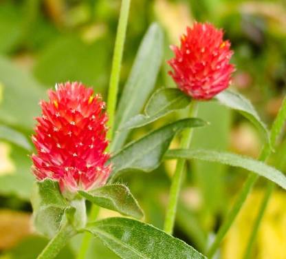 ENINE Gomphrena Red Haageana Strawberry - 40 Seeds Pack Flower Seeds ...