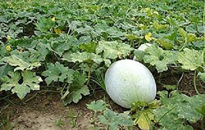 Aywal Ash Gourd (Mithai Petha) Seed