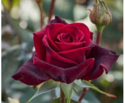 greenfarm NXC- Fragrant Rose Flower Seeds/Organic/ 80 X Seeds ,UUU65 Seed