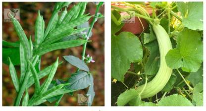 STOREFLIX cluster bean - long melon kakri Seed