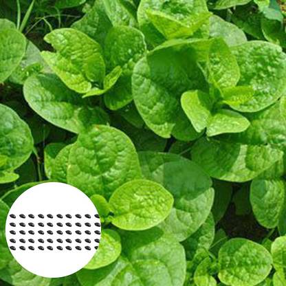 CYBEXIS Basella Rubra Seeds Malabar Spinach-250 Seeds Seed