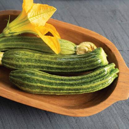 VibeX ® VMR-372 Zucchini Pantheon(Green) Seed