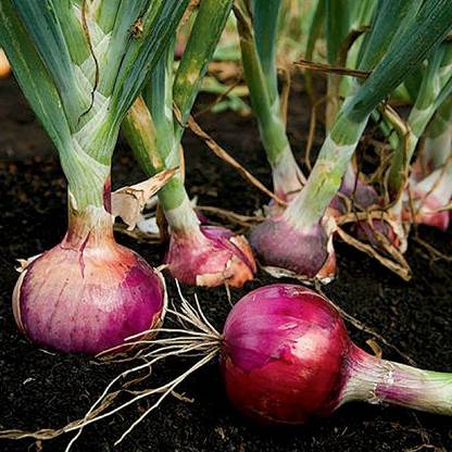 WILLVINE ROX -XVI Red Candy Apple Onion Seed [5g] Seed