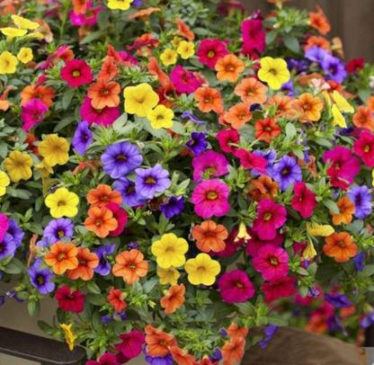 CYBEXIS Hanging Petunia Seeds Trailing Flowers Seeds Seed