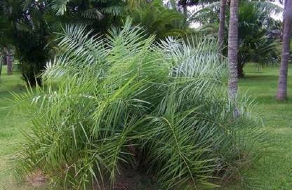 plantsworld Phoenix acaulis, Trunkless Date Palm, Stemless Date Palm, Dwarf Date Palm Seed