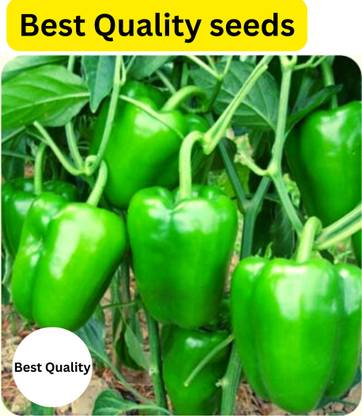 GrinCom Shimla Mirch, Chilli, Capsicum, Sweat Paper, Sweet peppers, Capsicum plants, Capsicum Seeds Seed