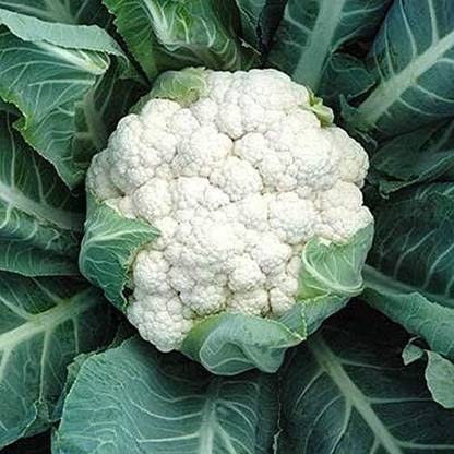 WILLVINE HUA -VII Aquarius F1 Hybrid Cauliflower [2.5g, 750 Seeds] Seed
