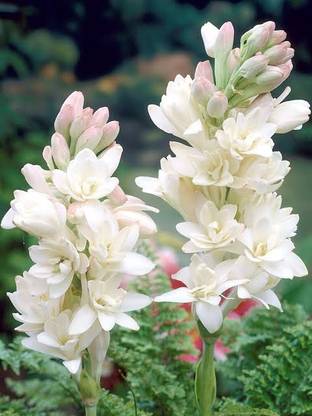 BSARKAR Tuberose bulbe Seed
