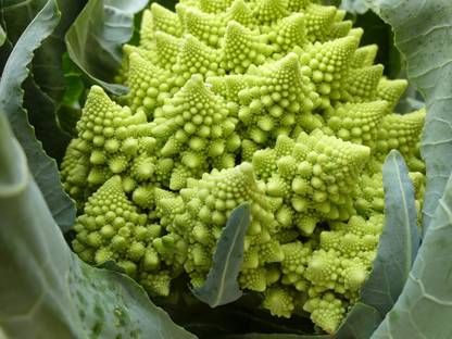 CYBEXIS Romanesco Cauliflower (Romanesco Broccoli)-250 Seeds Seed