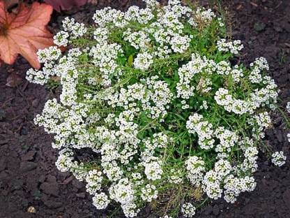 KANAYA Sweet Alyssum Flower Seed