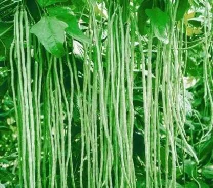 SUAA Long Yard Beans Seed
