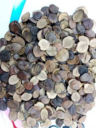 Sjeme Parijat Flower Seed Seed
