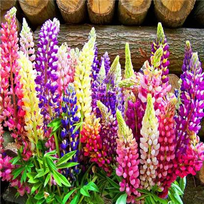 Lorvox Lupin Seed