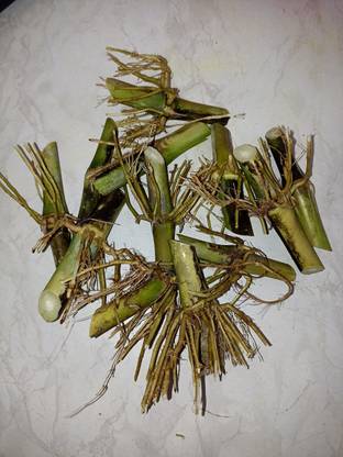 NaturalAgrocare Co4 Napier Grass, Napier Grass Seed