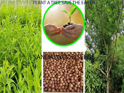 Jignishaseeds Srigandham / Safed Chandan / White Sandalwood Seed