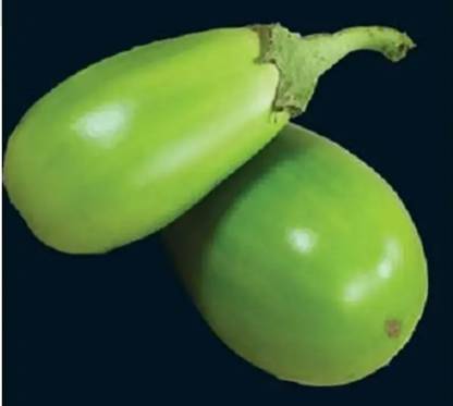 UGRA APPLEGREEN EGGPLANT Green Seed