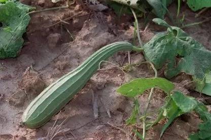 Aro Ridge Gourd, Turai, Luffa Seed