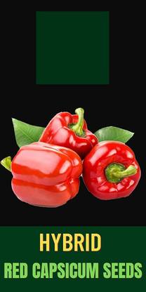VibeX LXI-39 - Big Red CAPSICUM - (150 Seeds) Seed