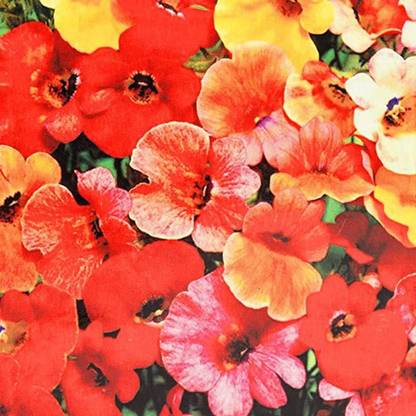 ACCELCROP Nemesia-Giant Carnivel Mixed Flower Seeds Seasonal Flowering Seed
