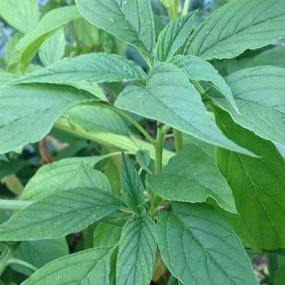 KANAYA Green Cholai Saag Vegetable Seed