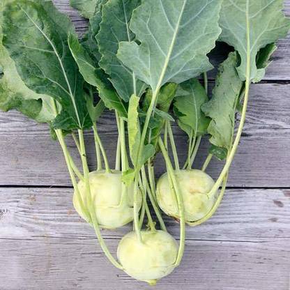 Lorvox (Knol Khol) Vegetables Seed