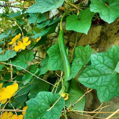 WILLVINE Vegetable Tori – Sponge Gourd F1 Hybrid[10 Gms, 50 Seeds] Seed
