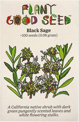 VibeX ® RXI-28 Black Sage Seed