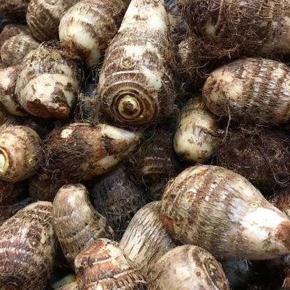 KANAYA Arbi Taro root Outdoor Gardening vegetable Bulbs Seed