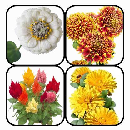 Aywal ZINNIA-WHITE-Mix, GAILLARDIA-DOUBLE MIXED, CELOSIA-MIXED, CALENDULA Flower Seed