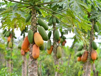 Dasstore Pepo papaya pepe Seed